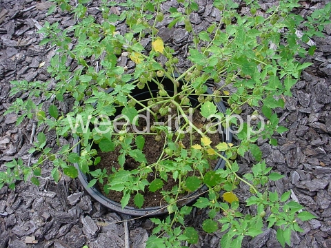 groundcherry, cutleaf